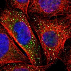 BTG2 Antibody, Novus Biologicals:Antibodies:Primary Antibodies